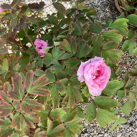 Gasthuis La Berrichonne 3*